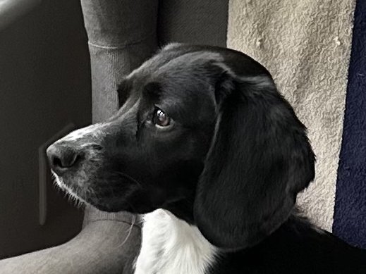 Ripley